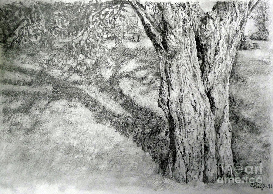 900x639 A Shadow And A Tree Drawing - Tree Shadow Drawing