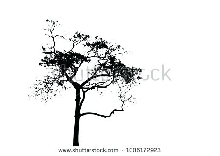 450x319 tall tree drawing black tree silhouette on white background tall - Tree Silhouette Drawing