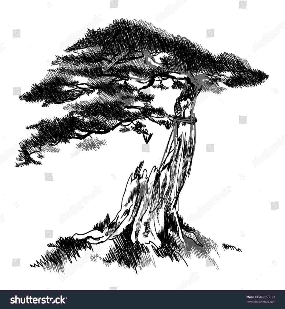 1168x1264 tree silhouette image freeuse stock techflourish - Tree Silhouette Drawing