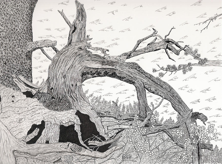 900x665 Old Stump Drawing - Tree Stump Drawing