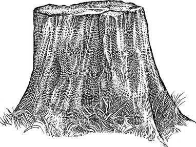 382x287 The Hardest Thing About Hammerschlagen Is Scoring A Tree Stump - Tree Stump Drawing