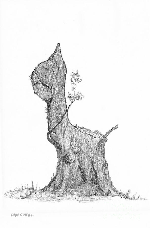 593x900 The Tree Stump Drawing - Tree Stump Drawing