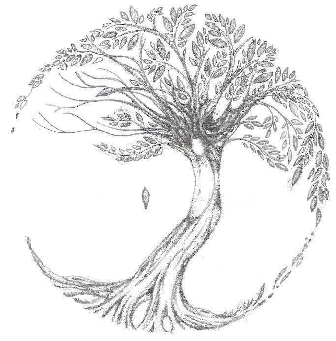 683x693 Ash Tree Tattoos Ideas And Meanings - Tree Tattoo Drawing