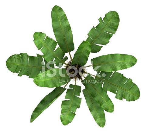 484x440 Palm Tree Top Premium Stock Photo Of View Wild Banana Isolated - Tree Top Drawing