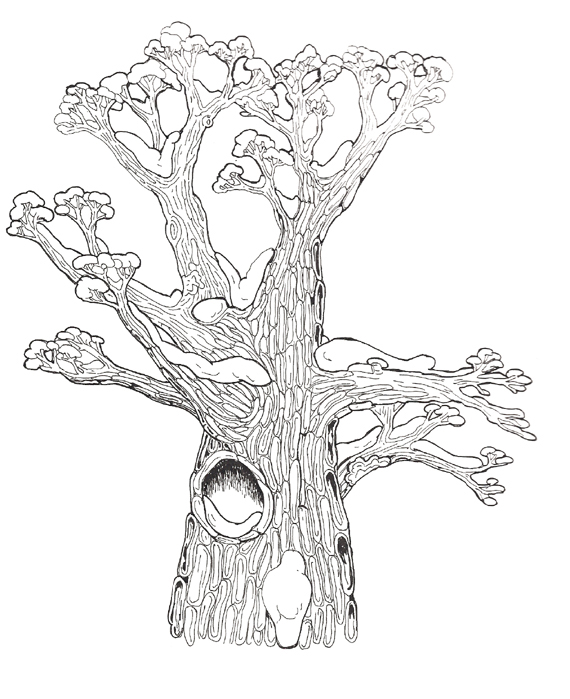 570x699 Tree Top Template - Tree Top Drawing