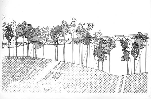 600x393 Valley Of The Giants Tree Top - Tree Top Drawing