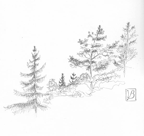 600x569 Drawings - Tree Top Drawing