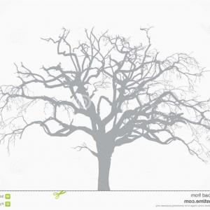 300x300 Free Vector Tree Silhouette Gallery Tree Top Drawing - Tree Top Drawing