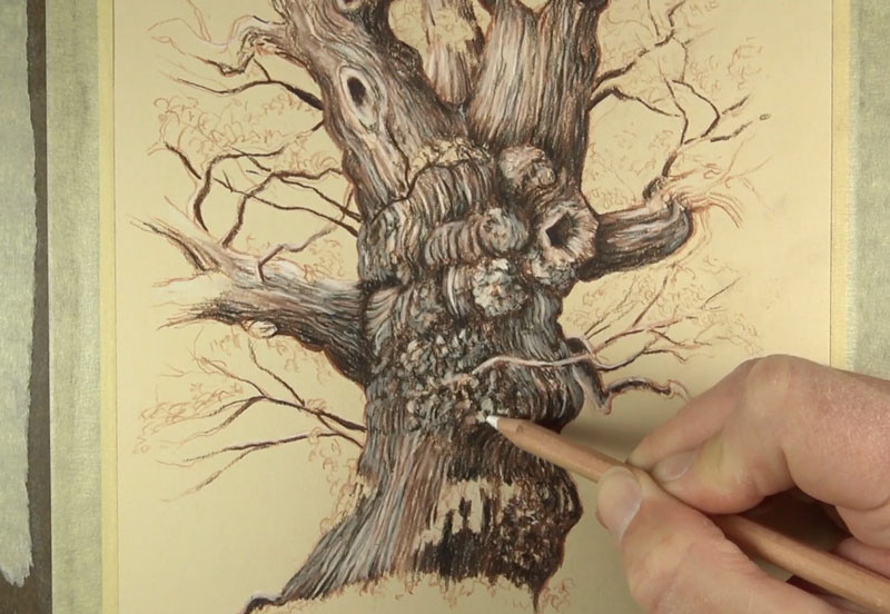 800x552 How To Draw Trees - Tree Trunk Drawing