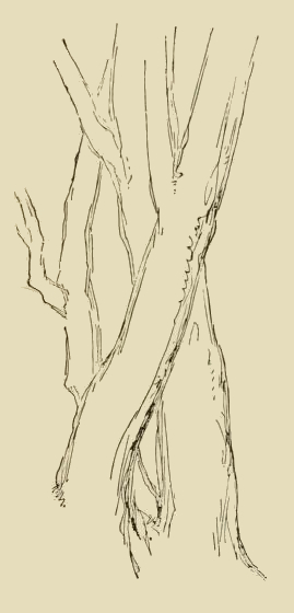 269x560 tree trunk sketch - Tree Trunk Drawing