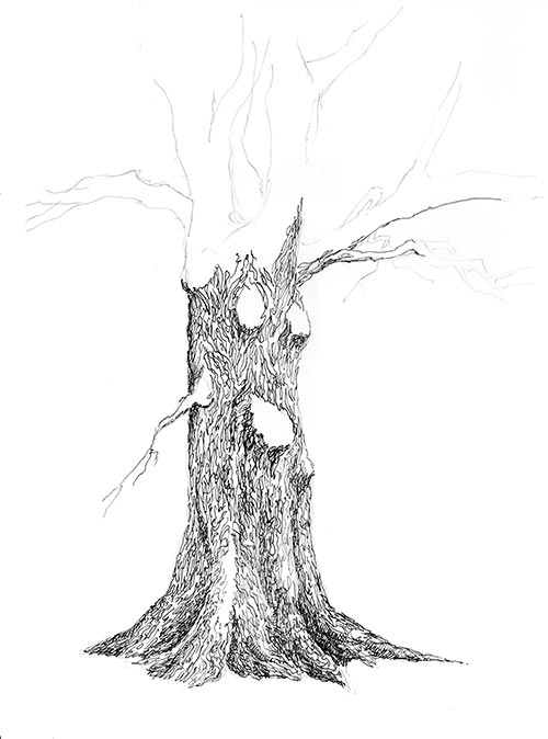 Tree Trunk Drawing at PaintingValley.com | Explore collection of Tree ...