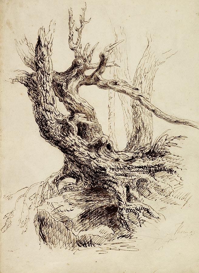 656x900 gnarled tree trunk drawing - Tree Trunk Drawing