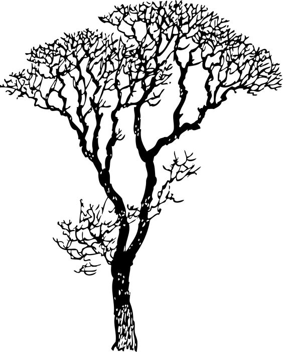 564x701 White Wsahed Base Of Tree Trunks Clipart - Tree Trunk Line Drawing