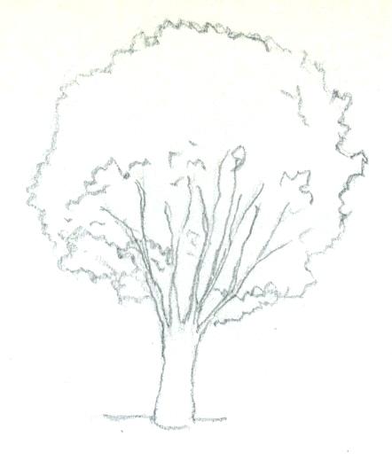 Tree Without Leaves Sketch at PaintingValley.com | Explore collection ...