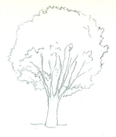 Tree Without Leaves Drawing At Paintingvalley Com Explore