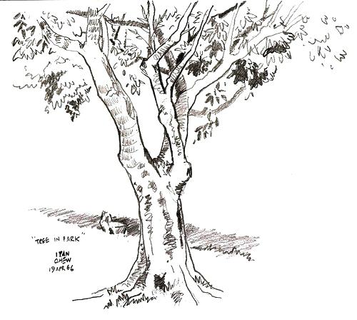 500x448 drawing tree leaves drawing trees without leaves how to draw - Tree Without Leaves Drawing