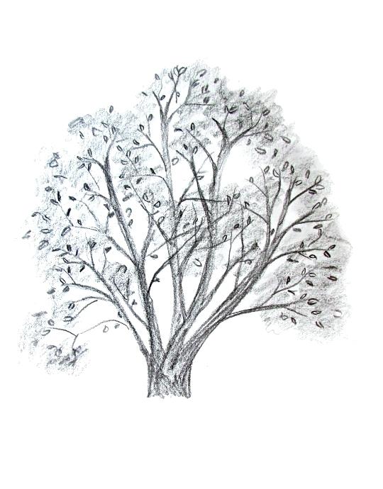 540x690 tree leaves drawing this is the second leaf gum tree leaves - Tree Without Leaves Drawing