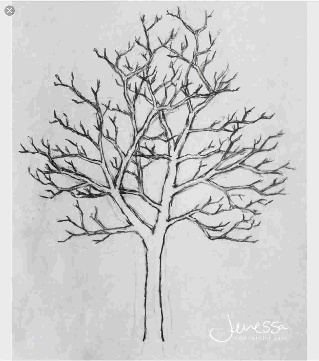 Tree Without Leaves Drawing at