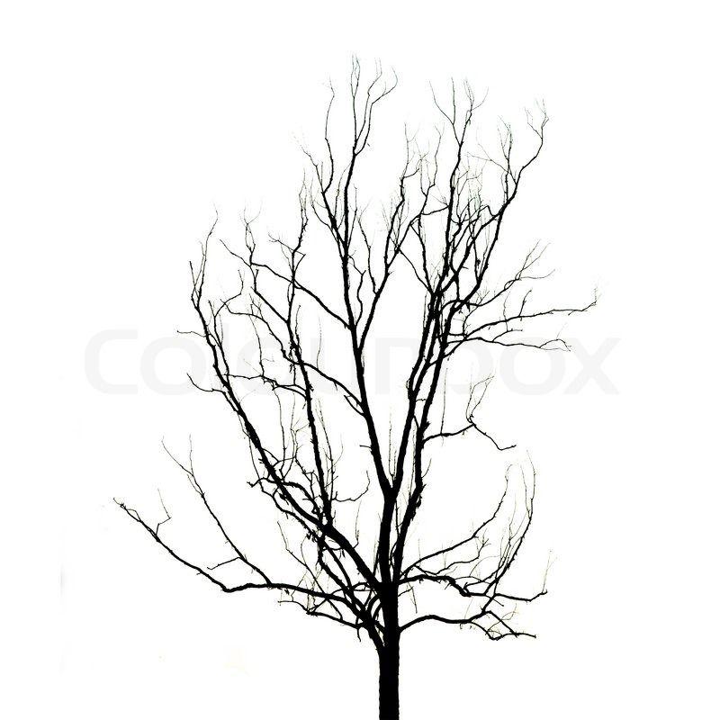 800x800 Dead Tree Without Leaves Stock Photo Colourbox - Tree Without Leaves Drawing