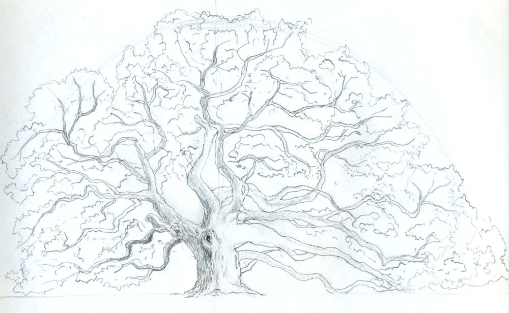 1000x616 drawing of trees without leaves drawing trees leaves immigranty club - Tree Without Leaves Drawing