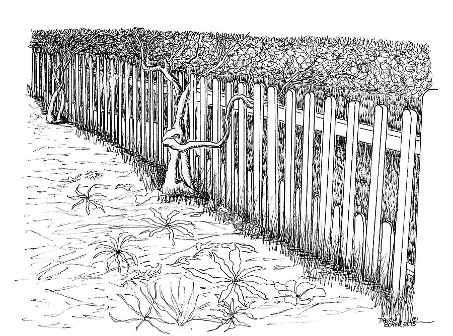 Trellis Drawing at Explore collection of Trellis