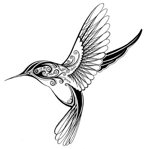 488x500  - Tribal Hummingbird Drawing