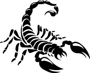 300x245 tribal tattoo scorpion bumper car, land rover van bike sticker - Tribal Scorpion Drawing