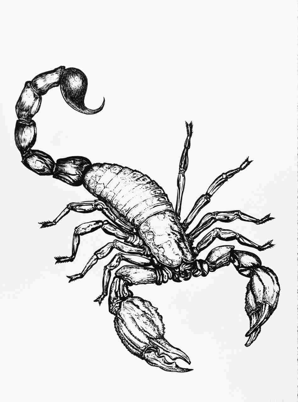 948x1280 Gets Free For Personal Use Best Rhbesttattooclub Tribal Scorpion - Tribal Scorpion Drawing