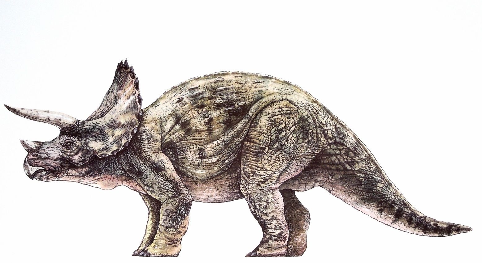 1557x851 jurassic park triceratops drawing dinosaurs jurassic park toys - Triceratops Drawing