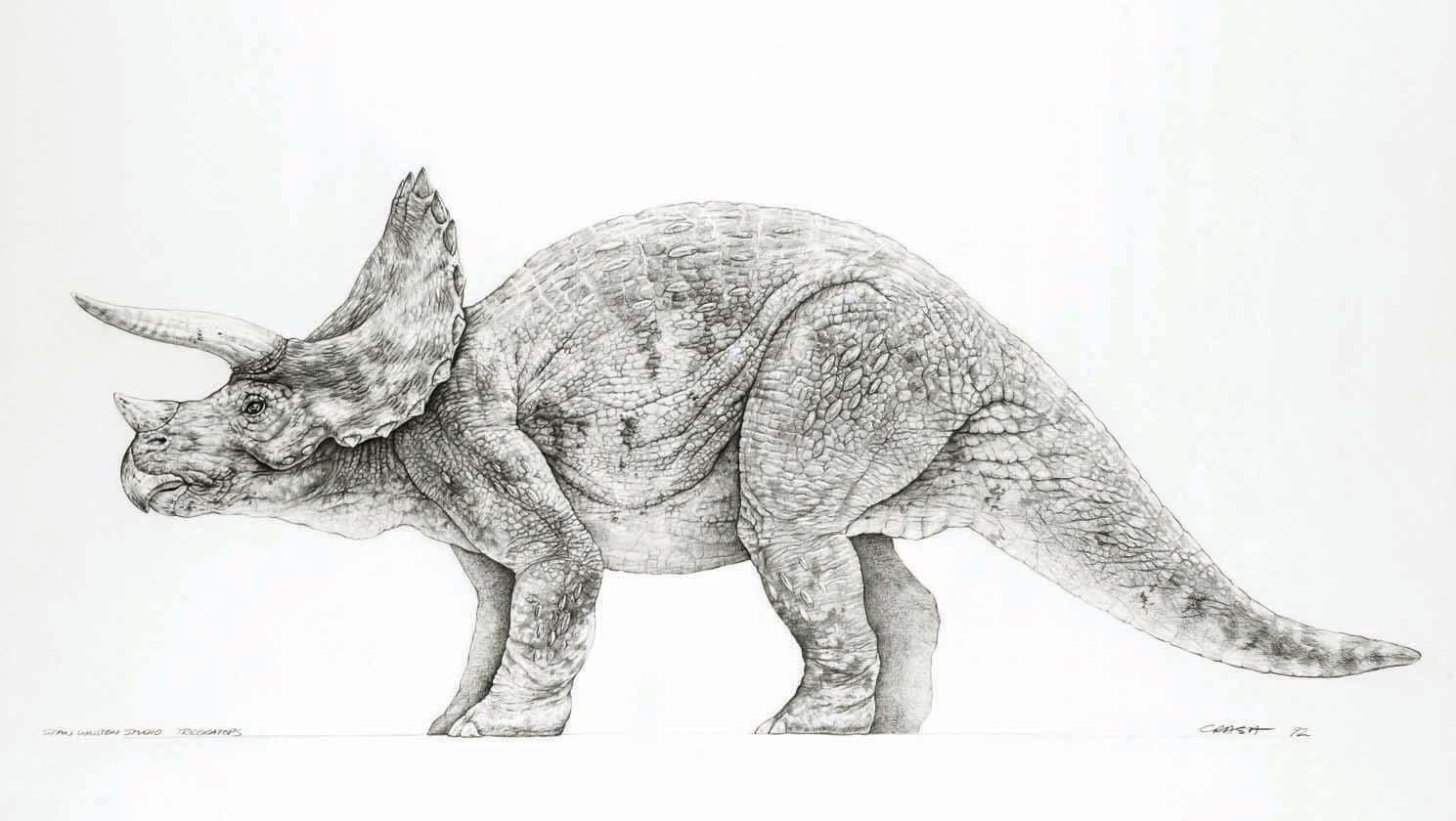 1489x840 mark crash mccreery did a beautiful series of pencil drawings as - Triceratops Drawing