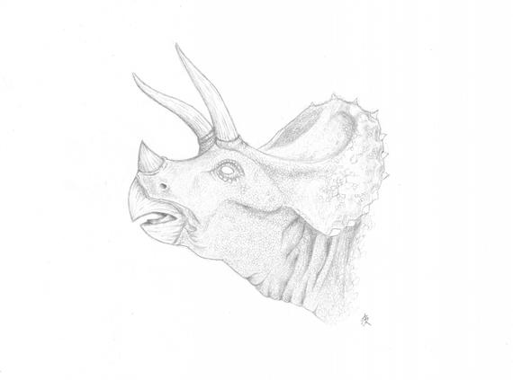 570x423 triceratops drawing etsy - Triceratops Drawing