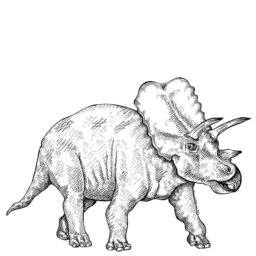 900x900 triceratops drawing - Triceratops Drawing