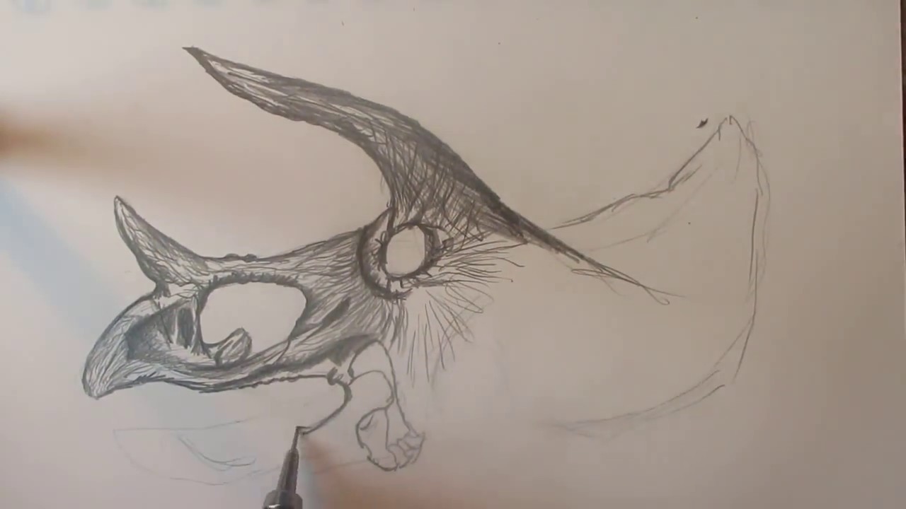 1280x720 speed drawing a triceratops skull danny the dinosaur drawer - Triceratops Skeleton Drawing