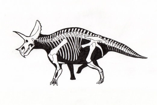 521x349 Triceratops - Triceratops Skeleton Drawing