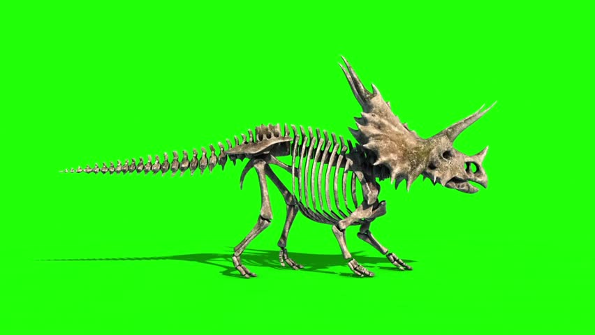 852x480 Triceratops Drawing Stock Video Footage - Triceratops Skeleton Drawing