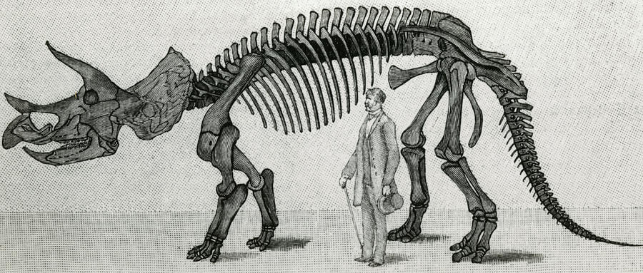 900x383 Triceratops Drawing - Triceratops Skeleton Drawing