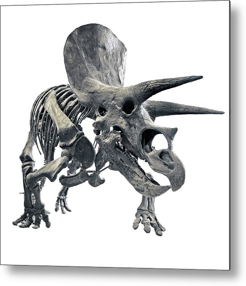 493x572 Triceratops Skeleton Metal Print - Triceratops Skeleton Drawing
