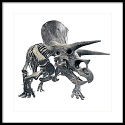 250x250 Triceratops Skeleton Photograph - Triceratops Skeleton Drawing