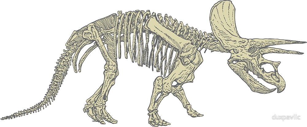 1000x416 Triceratops Skeleton - Triceratops Skeleton Drawing
