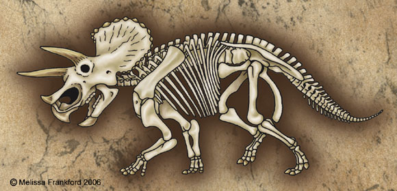 580x280 Triceratops Skeleton - Triceratops Skeleton Drawing