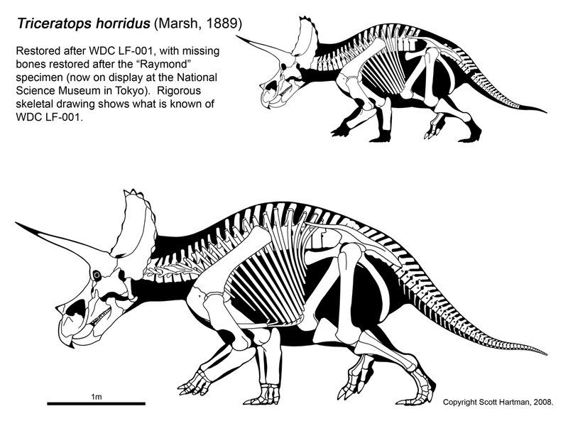 800x600 Triceratops Skeleton - Triceratops Skeleton Drawing