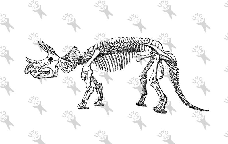 794x503 Vintage Image Raptor Dinosaur Triceratops Skeleton Instant Etsy - Triceratops Skeleton Drawing