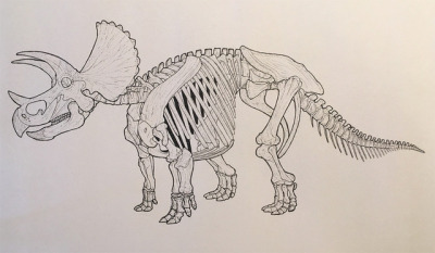 400x233 Triceratops Tumblr - Triceratops Skeleton Drawing
