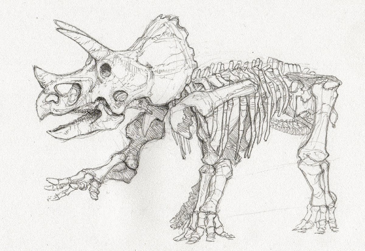 1200x826 Triceratops Skeleton Drawing - Triceratops Skeleton Drawing