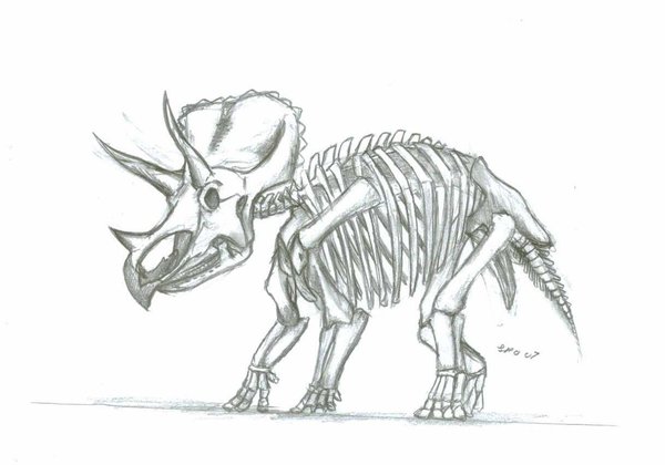 600x420 Triceratops Skull - Triceratops Skeleton Drawing