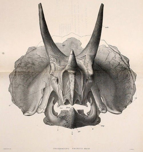 500x531 an entry from for emma, forever ago in art teacher - Triceratops Skeleton Drawing