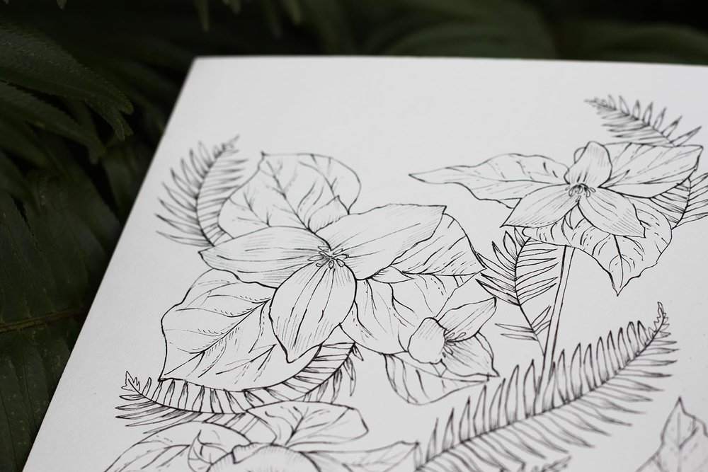 1000x667 pnw plants western trillium original drawing sarah clement - Trillium Drawing