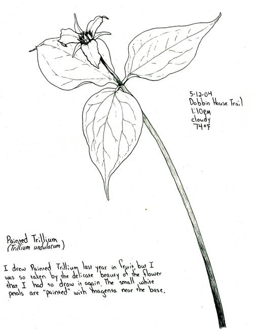 501x650 Painted Trillium - Trillium Drawing