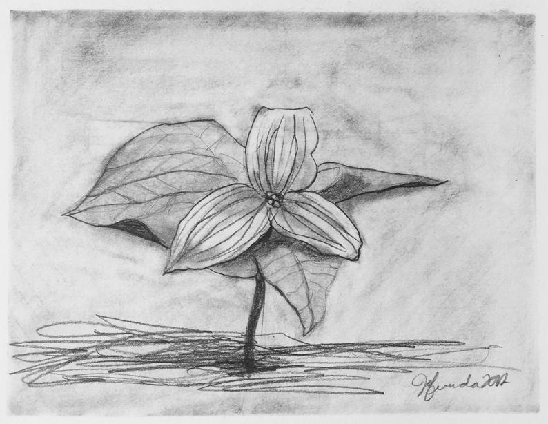 794x614 Pencil Drawing Print Trillium Etsy - Trillium Drawing