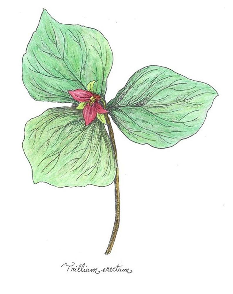 794x1003 Red Trillium Trillium Erectum Botanical Print Color Etsy - Trillium Drawing